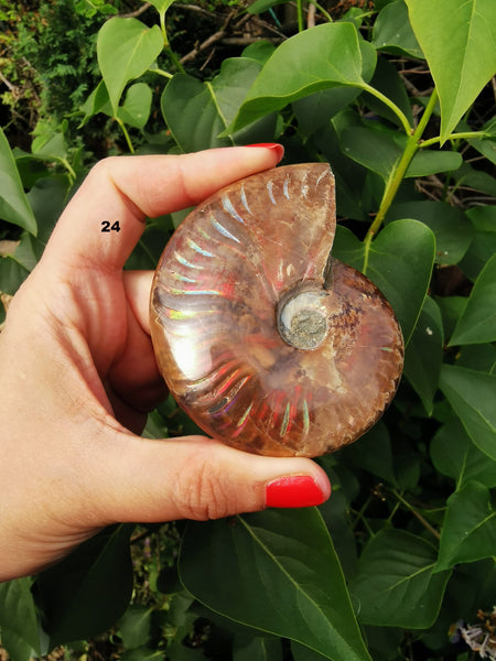 Opalised Ammonites