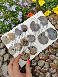 Opalised Ammonite pairs