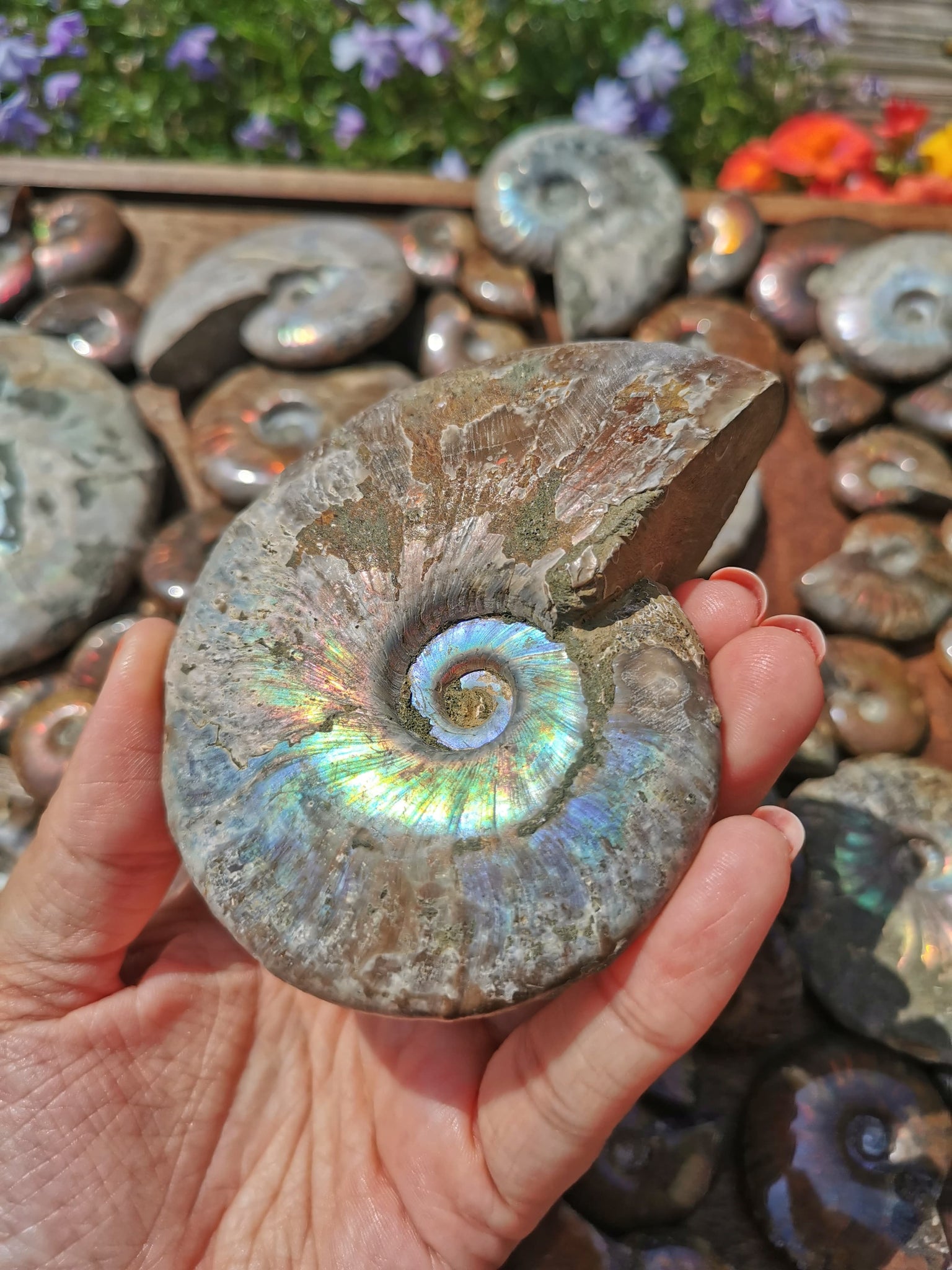 large Opalised Ammonite #1b