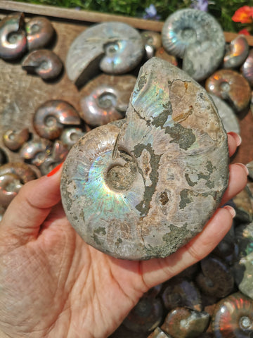 large Opalised Ammonite #2b