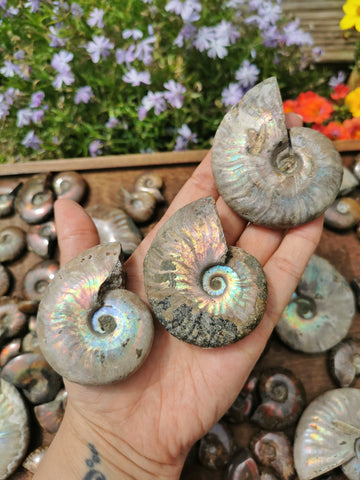 Large Opalised Ammonites