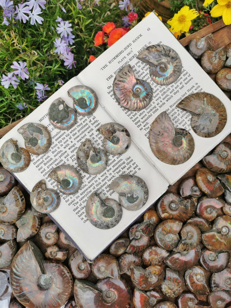 Opalised Ammonite pairs