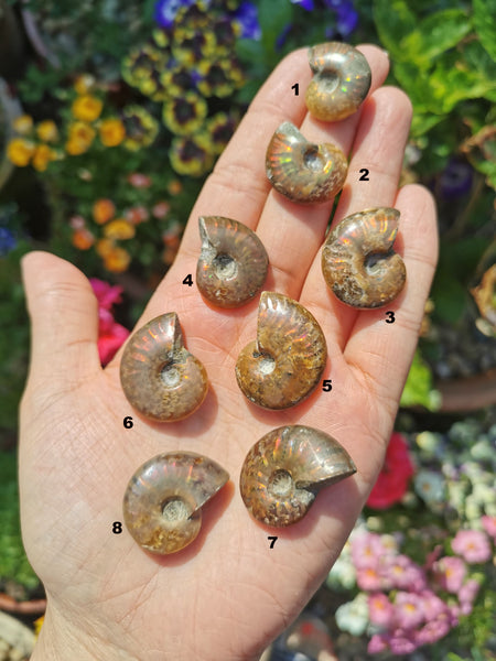 Opalised Ammonites